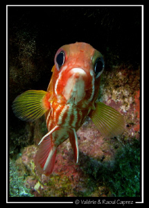 Hello nosey ! (Sargocentron hastatus) by Raoul Caprez 